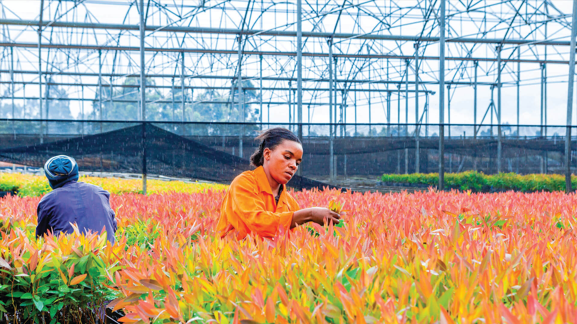 Tree Nursery